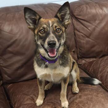 Foxy -  Mixed Breed Dog for Adoption in Marshfield, Wisconsin - Foxy | PetCurious