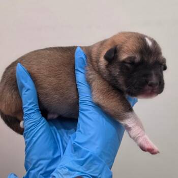Prospero -  Mixed Breed Dog for Adoption in Chapel Hill, North Carolina - Prospero | PetCurious