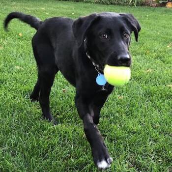 Bonnie -  Mixed Breed Dog for Adoption in Saskatoon, Saskatchewan - Bonnie | PetCurious