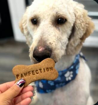 Stan -  Goldendoodle Dog for Adoption in Catlettsburg, Kentucky - Stan | PetCurious