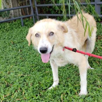 Rescue Great Pyrenees and Labrador Retriever Dogs for Adoption in Corsicana, Texas - Cory P46414 | PetCurious