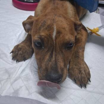 Mazda -  Mixed Breed Dog for Adoption in Summerville, South Carolina - Mazda | PetCurious