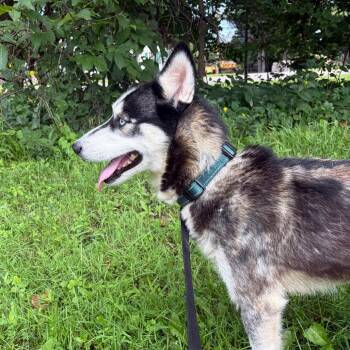 Leia -  Husky Dog for Adoption in Fairport, New York - Leia | PetCurious