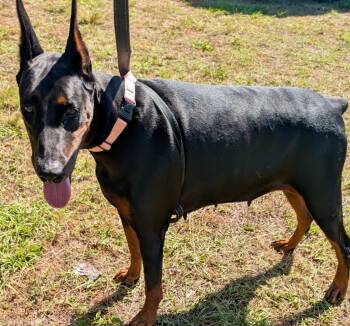 Rescue Doberman Pinscher Dogs for Adoption in Fort Myers, Florida - Luna-AKC Friendly Doberman! | PetCurious