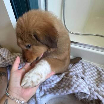 Anatolian Shepherd and Mixed Breed Dogs Available for Adoption - Teddy | PetCurious