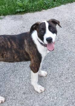Mountain Cur Dogs Available for Adoption in Clay City, Kentucky - Mario | PetCurious