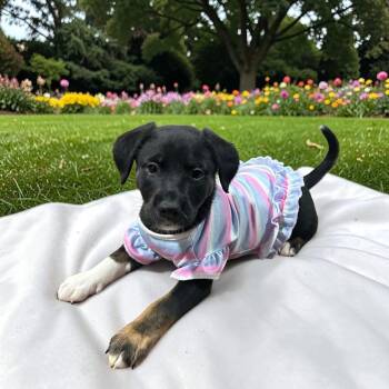 Chiweenie Dogs Available for Adoption - Almond Joy | PetCurious