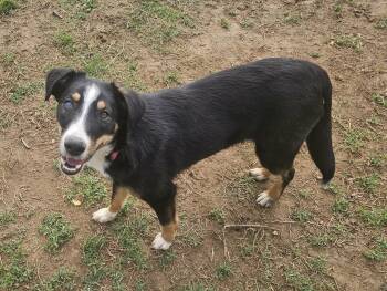 Australian Shepherd Dogs Available for Adoption - Alice | PetCurious