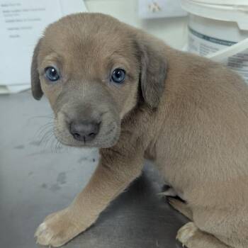 Walt -  Labrador Retriever Dog for Adoption in Parrish, Alabama - Walt | PetCurious