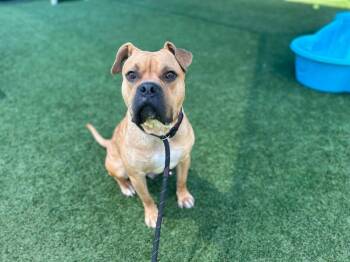 Buster -  Boxer and American Bulldog Dog for Adoption in Mckinney, Texas - Buster | PetCurious