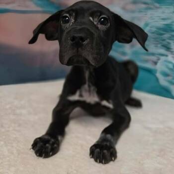 Zara -  Pit Bull Terrier and Mixed Breed Dog for Adoption in Griswold, Connecticut - Zara | PetCurious