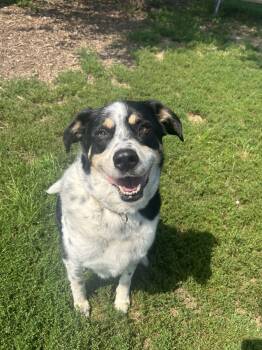 Patches -  Mixed Breed Dog for Adoption in Yorkville, Illinois - Patches | PetCurious