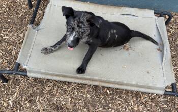 Rescue Mixed Breed Dogs for Adoption in Ogontz Campus, Pennsylvania - Obie | PetCurious