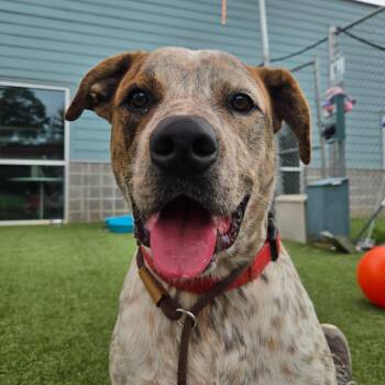 Puka -  Cattle Dog and Mixed Breed Dog for Adoption in Chattanooga, Tennessee - Puka | PetCurious