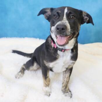 Australian Cattle Dog Blue Heeler Dogs Available for Adoption - Crosby - Adorable Pup | PetCurious