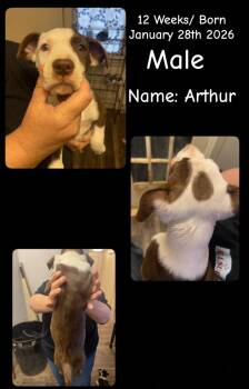 Pit Bull Terrier Dogs Available for Adoption in Billings, Montana - Lol-P8 Arthur | PetCurious