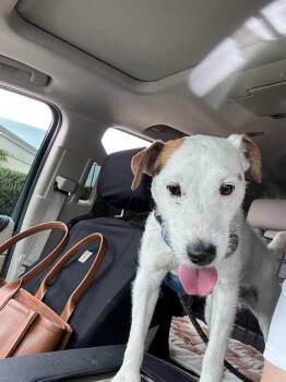 Jack Russell Terrier Dogs Available for Adoption - Ollie | PetCurious