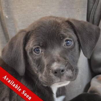 Boxer and Black Labrador Retriever Dogs Available for Adoption in Huntley, Illinois - Aero | PetCurious