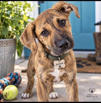 Jackson -  Labrador Retriever Dog for Adoption in Cumming, Georgia - Jackson | PetCurious