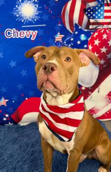 Mixed Breed Dogs Available for Adoption in Flint, Michigan - Chevy | PetCurious