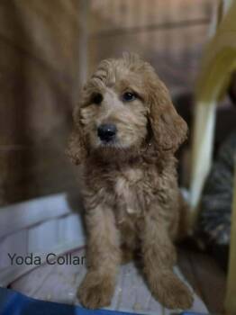Nadia (rosie) -  Goldendoodle Dog Available for Adoption in Mauston, Wisconsin - Nadia (rosie) | PetCurious