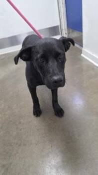 Slade (Zeus) -  Labrador Retriever and Mixed Breed Dog for Adoption in New Orleans, Louisiana - Slade (Zeus) | PetCurious