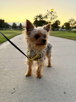 Rescue Yorkshire Terrier Dogs for Adoption in Tustin, California - Yorkie  | PetCurious