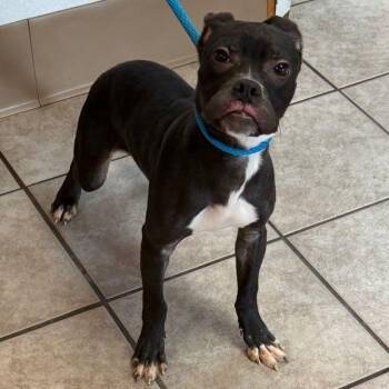Twister -  Pit Bull Terrier Dog for Adoption in Waterloo, Iowa - Twister | PetCurious
