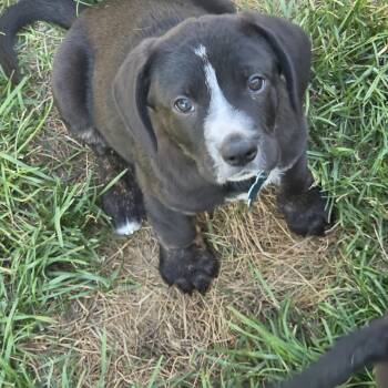 Humphrey -  Labrador Retriever Dog for Adoption in Plainfield, Illinois - Humphrey | PetCurious