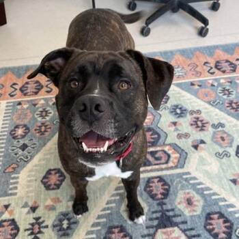 Mable -  American Staffordshire Terrier Dog for Adoption in Wheaton, Illinois - Mable | PetCurious
