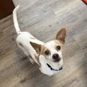 Lil Boy -  Chihuahua and Mixed Breed Dog for Adoption in Palm Coast, Florida - Lil Boy | PetCurious