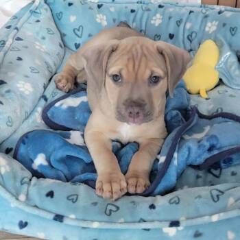 American Staffordshire Terrier Dogs Available for Adoption in Houston, Texas - Sofia | PetCurious
