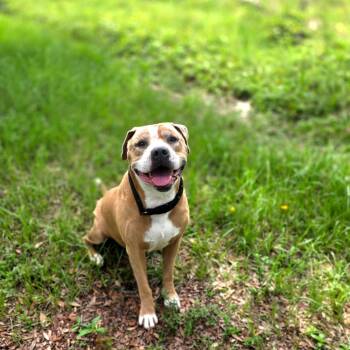 Ben Barry -  Mixed Breed Dog for Adoption in Port Charlotte, Florida - Ben Barry | PetCurious