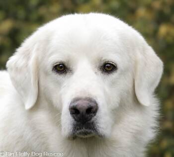 India -  Great Pyrenees Dog for Adoption in Nashville, Tennessee - India | PetCurious