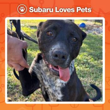 Rescue Terrier and Australian Cattle Dog Blue Heeler Dogs for Adoption in Harrison, Arkansas - Luna | PetCurious