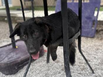 Becky -  Mixed Breed Dog for Adoption in Cincinnati, Ohio - Becky | PetCurious