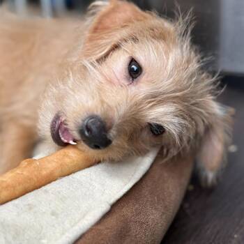 Seymour -  Mixed Breed Dog for Adoption in San Francisco, California - Seymour | PetCurious