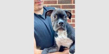 Flurry -  Boxer Dog for Adoption in Hewitt, Texas - Flurry | PetCurious