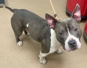 Rescue Mixed Breed Dogs for Adoption in Chamblee, Georgia - Burly | PetCurious