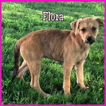 Mixed Breed Dogs Available for Adoption in Joliet, Illinois - Flora | PetCurious