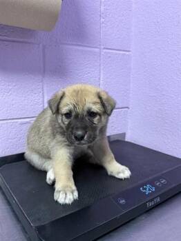 Mixed Breed Dogs Available for Adoption - 60576511 | PetCurious