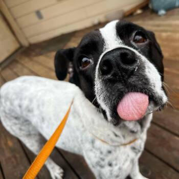Mylo -  Australian Cattle Dog Blue Heeler Dog for Adoption in Mooresville, North Carolina - Mylo | PetCurious