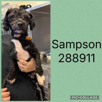 SAMPSON -  Poodle Dog for Adoption in Macon, Georgia - SAMPSON | PetCurious