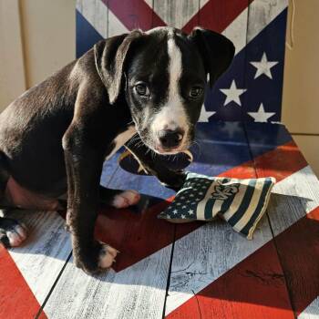 Paul Revere -  Mixed Breed Dog for Adoption in Buford, Georgia - Paul Revere | PetCurious