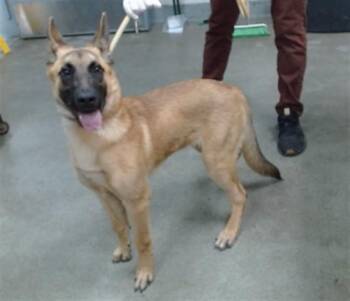 JUNIPER -  Belgian Shepherd Malinois and German Shepherd Dog Dog for Adoption in Salinas, California - JUNIPER | PetCurious