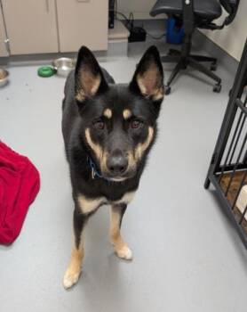 Shiloh -  German Shepherd Dog and Mixed Breed Dog for Adoption in Bellevue, Washington - Shiloh | PetCurious