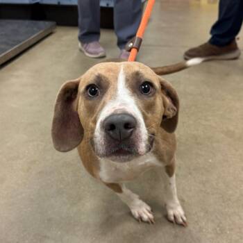 YORK-Stray-16220 -  Beagle and Hound Dog for Adoption in York, Pennsylvania - YORK-Stray-16220 | PetCurious
