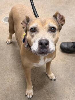 Cocoa -  Labrador Retriever and Pit Bull Terrier Dog for Adoption in Cleveland, Ohio - Cocoa | PetCurious