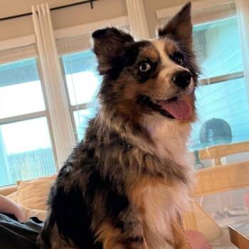 Oakley -  Australian Shepherd Dog for Adoption in Woodstock, Ontario - Oakley | PetCurious
