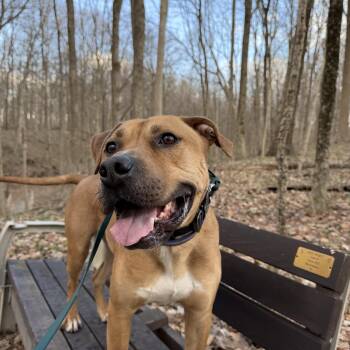 American Staffordshire Terrier Dogs Available for Adoption in Indianapolis, Indiana - Fritz | PetCurious